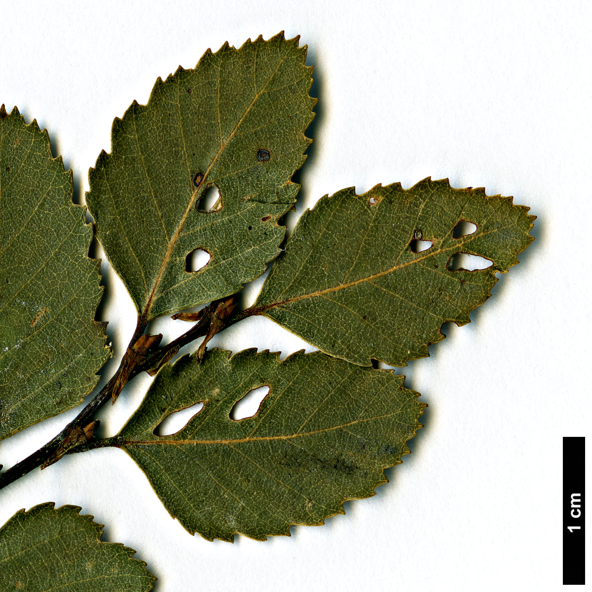 High resolution image: Family: Nothofagaceae - Genus: Nothofagus - Taxon: menziesii × N.obliqua